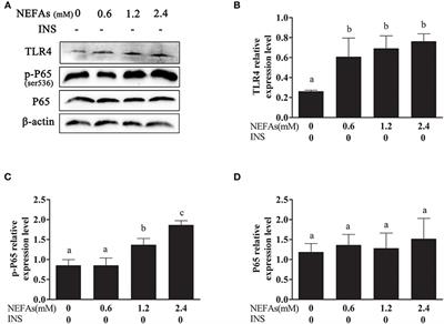 NEFAs Influence the Inflammatory and Insulin Signaling Pathways Through TLR4 in Primary Calf Hepatocytes in vitro